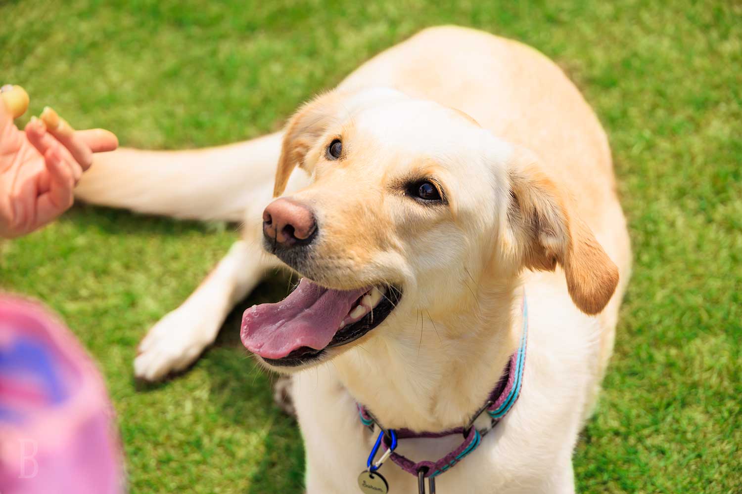 不限犬種與數量 歡迎毛孩入住的旅宿