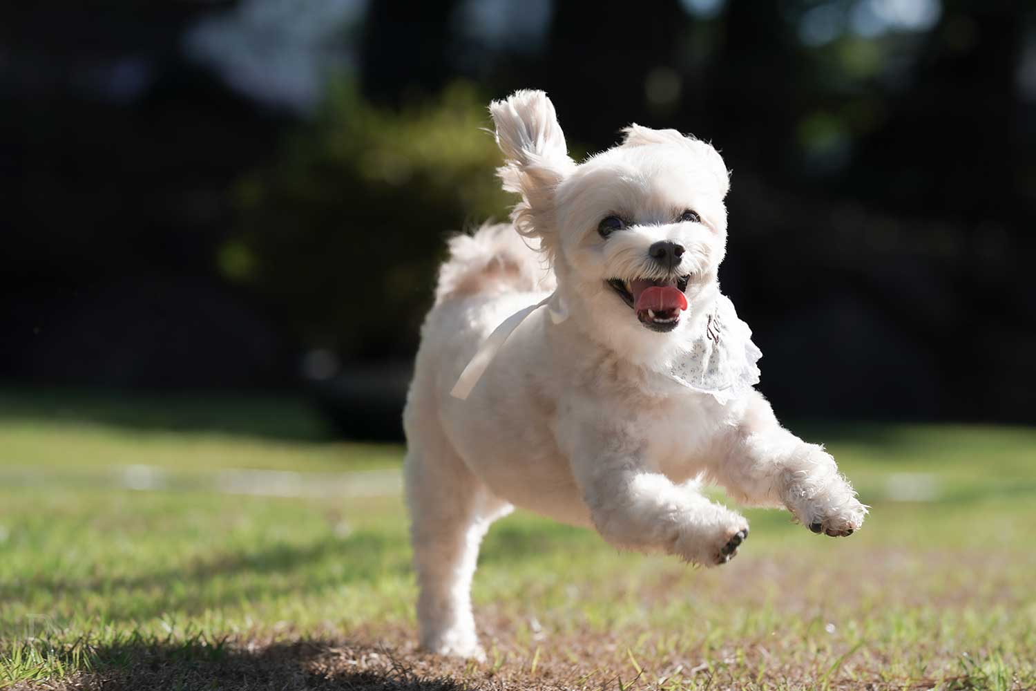 與愛犬一同漫遊白岡市