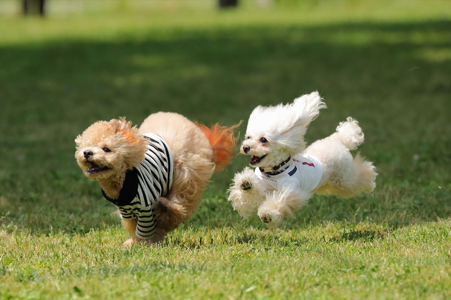 With Dog